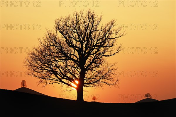 Silhouettes of an oak tree