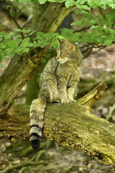 European wildcat