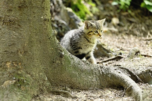 European wildcat