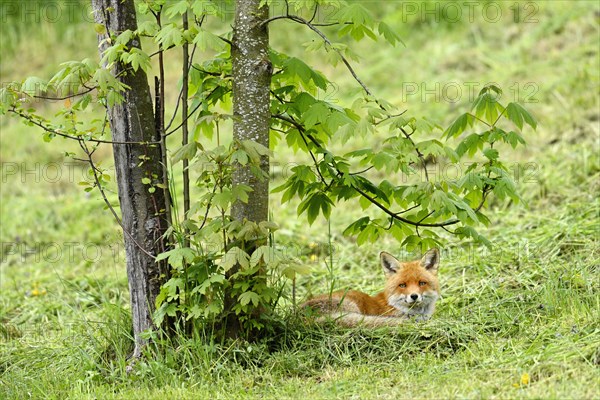 Red fox