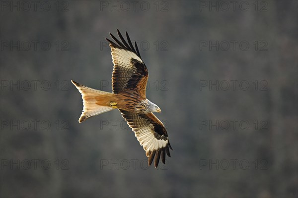 Red kite