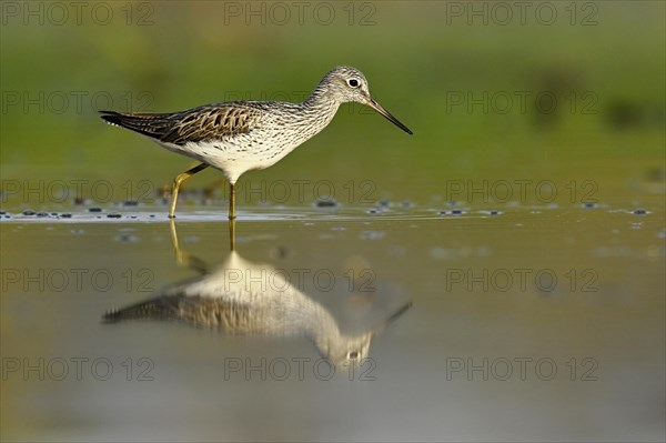 Common greenshank