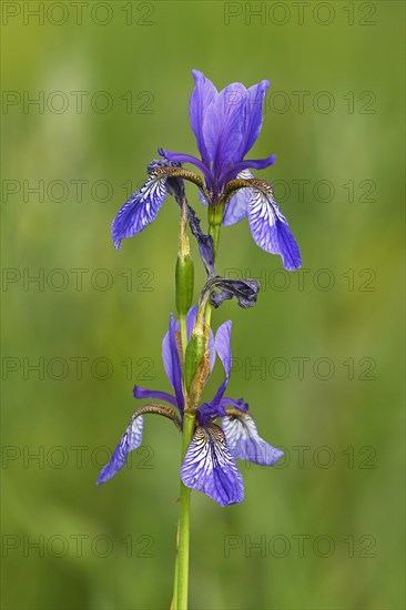 Siberian iris