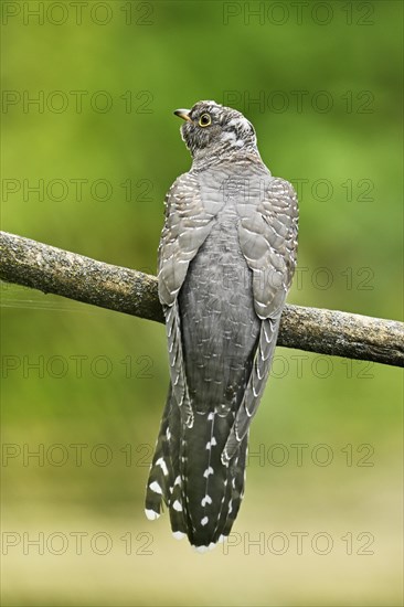 Common cuckoo