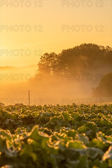 Fog at sunrise in a field