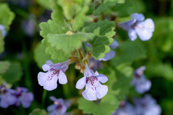 Medicinal plant Gundermann