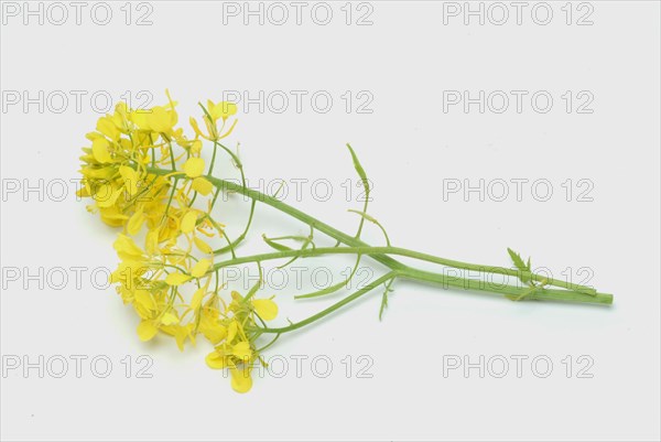 Medicinal plant White mustard