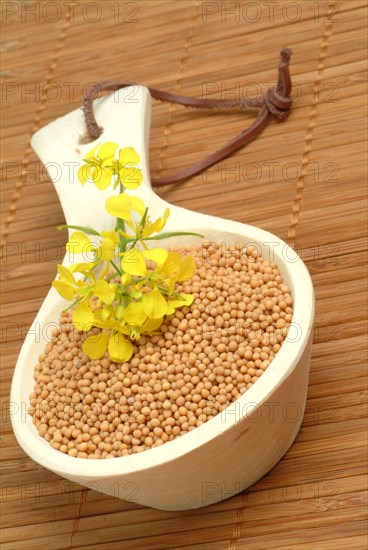 Medicinal plant White mustard