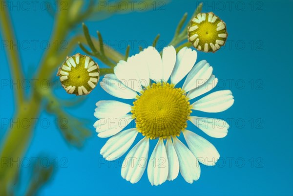 Medicinal plant Chamomile