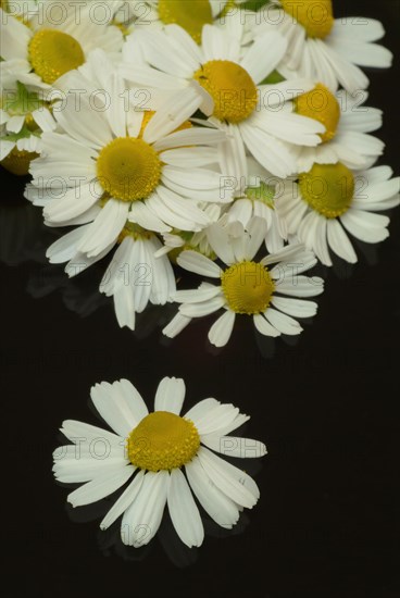 Medicinal plant Chamomile