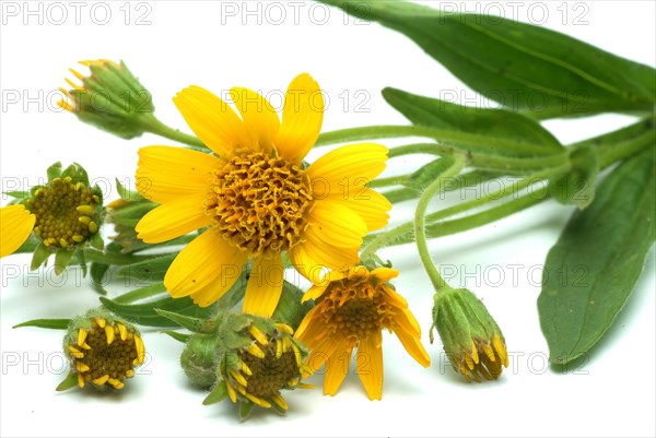 Arnica