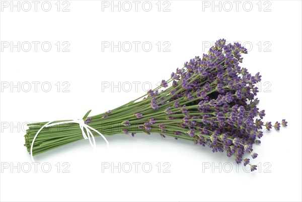 True lavender or narrow-leaved lavender