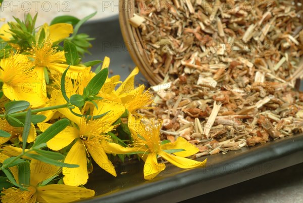 Medicinal plant St. John's wort