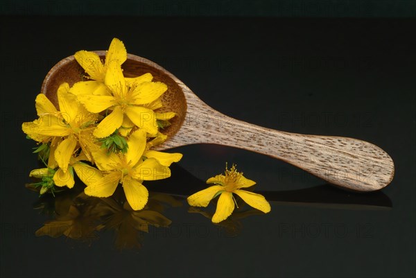 Medicinal plant St. John's wort