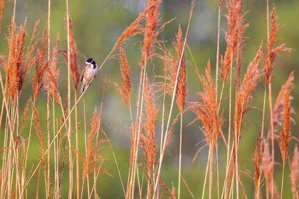 Reed bunting