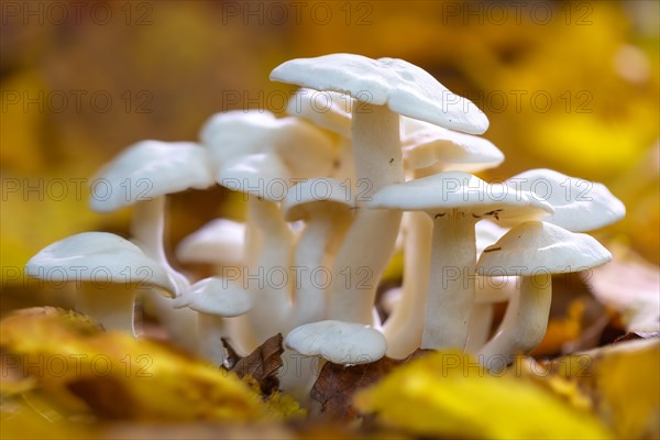 Hygrophorus chrysodon