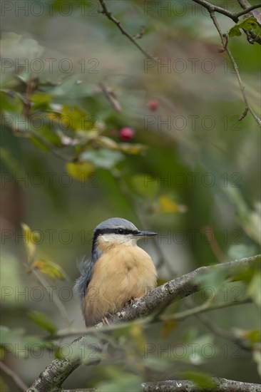 European nuthatch