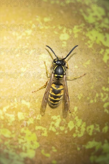 Common wasp