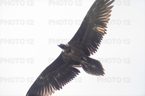 Juvenile bearded vulture