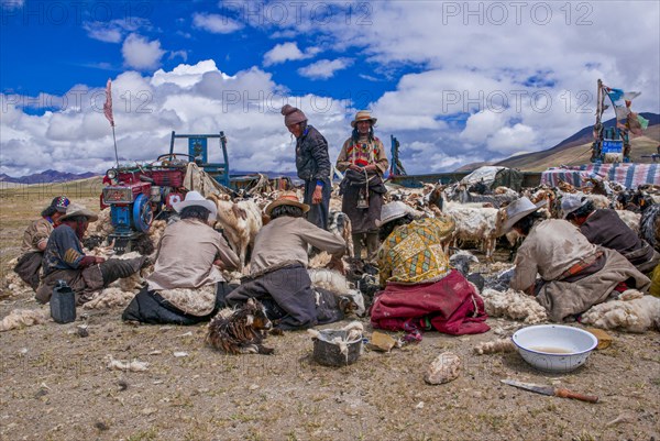 Tibetan shepards shaving sheeps along the road from Tsochen to Lhasa