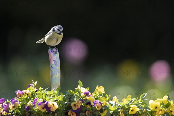 Blue tit