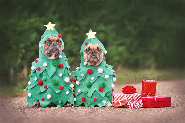 Dogs in Christmas costumes. Two French Bulldogs dresses up as funny Christmas trees with baubles next to red gift boxes