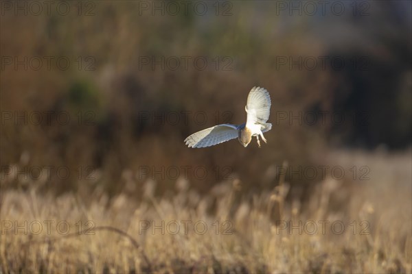 Barn owl