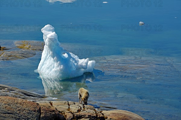 Icebergs reflected in a fjord