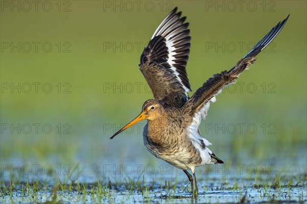 Black-tailed Godwit