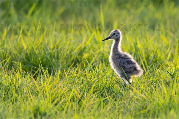 Juvenile of a black-tailed godwit