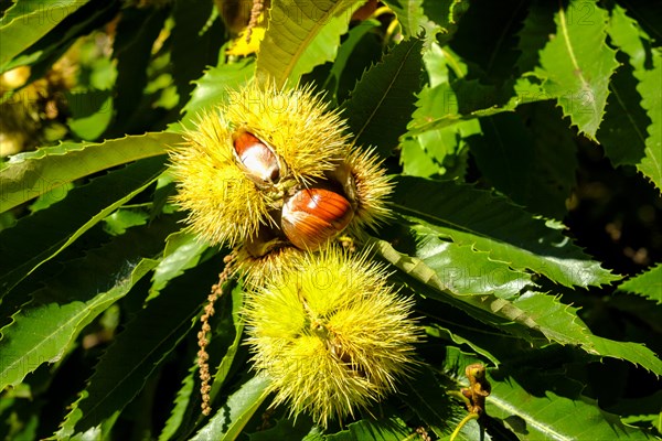 Chestnuts in the shell