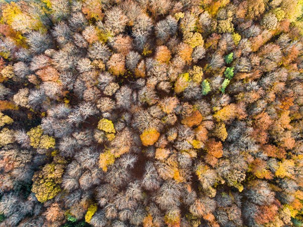 Drone view of forest in autumn