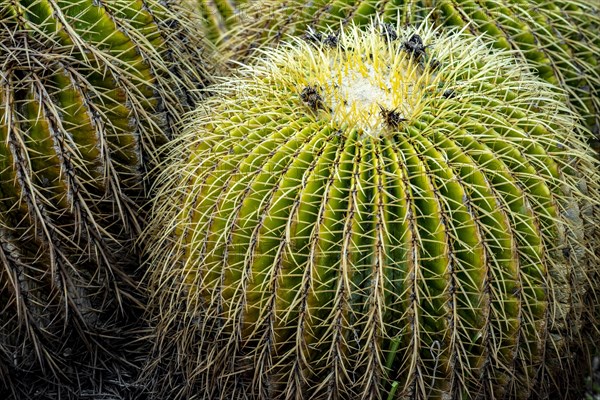 Detail of the cactus