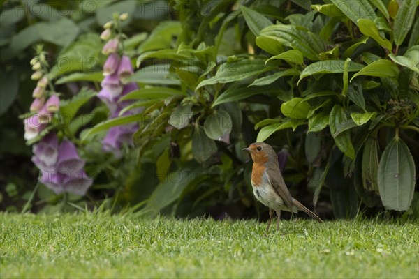 European robin