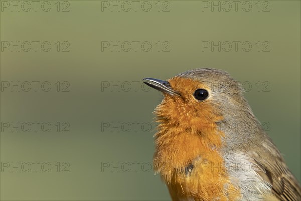 European robin