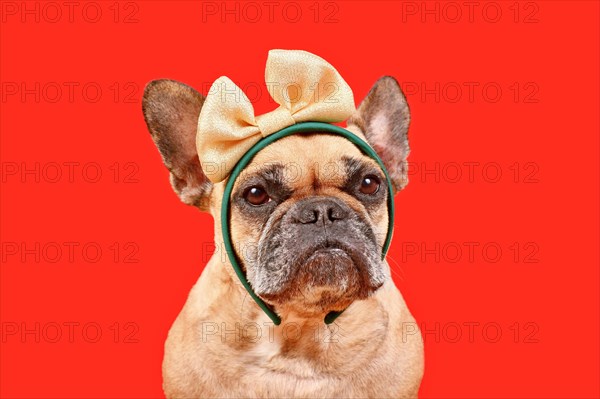 French Bulldog dog with elegant golden ribbon on head in front of red background