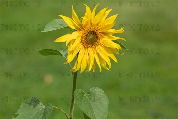 Sunflower yellow open flower