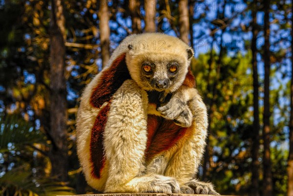 Coquerel-Sifaka