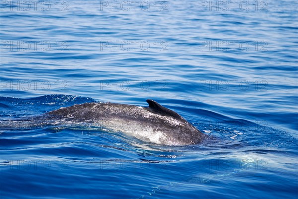 Humpback whale