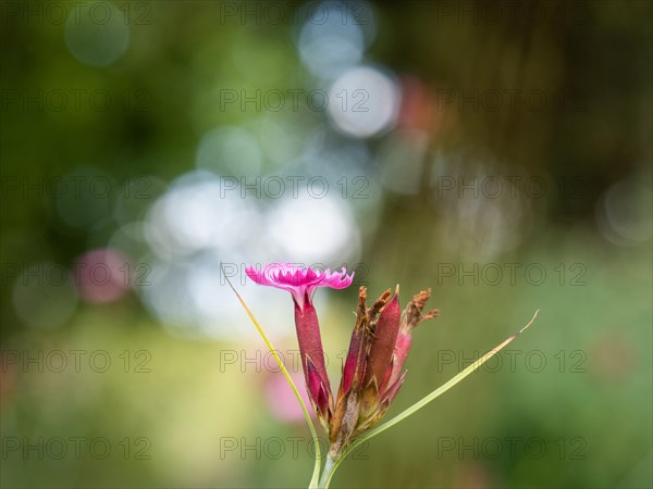 Common rock-rose