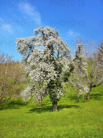 Flowering european pear