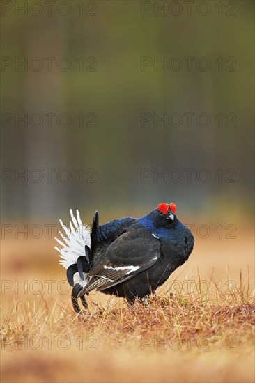 Black grouse