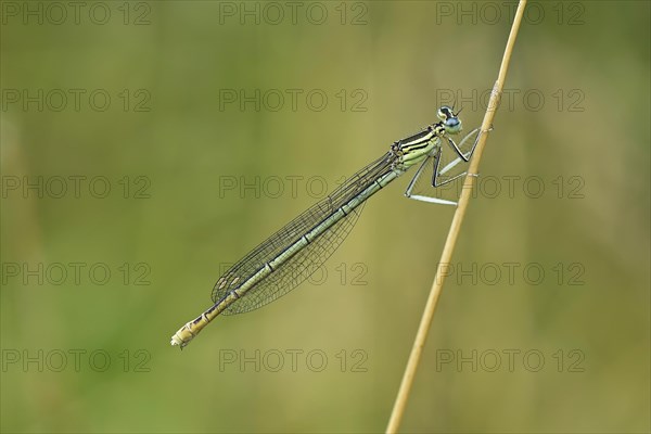 White-legged damselfly