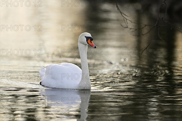 Mute Swan