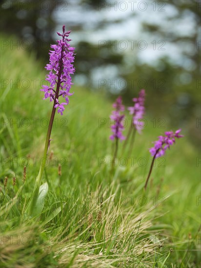 Early purple orchid