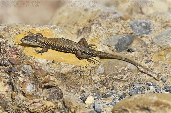 Iberian rock lizard