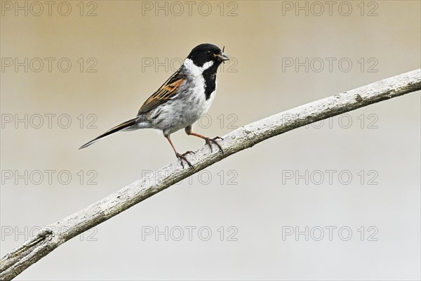 Reed Bunting