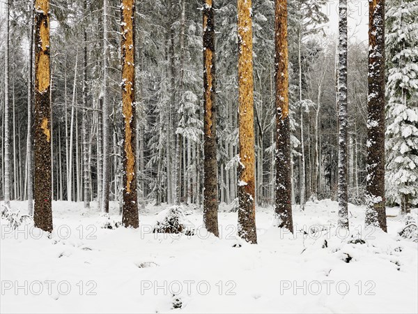 Dead spruce