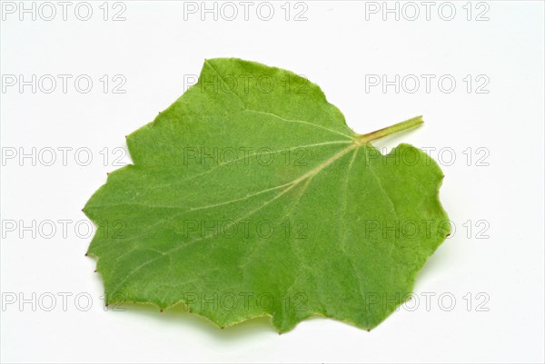 Coltsfoot