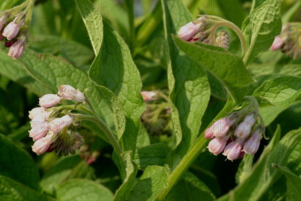 Medicinal plant common comfrey